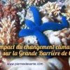 Impact du changement climatique sur la Grande Barrière de Corail