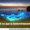 Qu’est-ce que la bioluminescence?