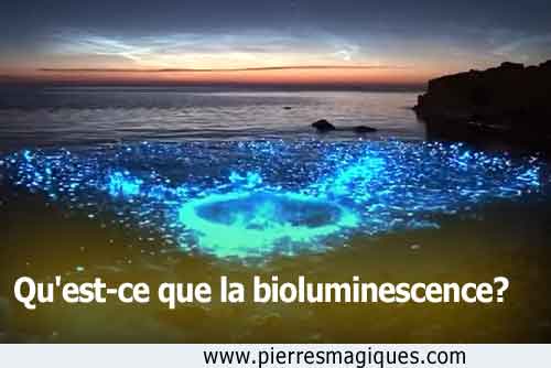 Qu’est-ce que la bioluminescence?