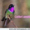 Colibri améthyste