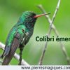 Colibri émeraude