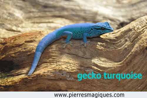 Gecko turquoise