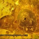 Découverte d’un escargot de 99 millions d’années piégé dans de l’ambre