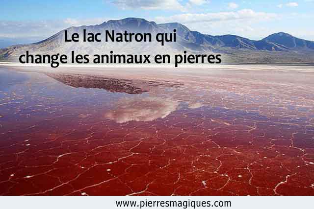 Le lac Natron transforme les animaux en pierres