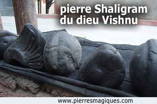 La pierre de Shaligram du dieu Vishnu